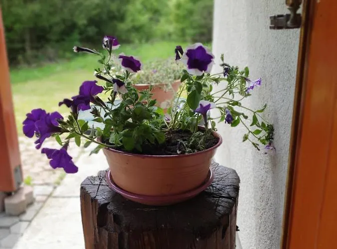 Alpehytte Forest House Masha *