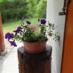 Alpesi faház Forest House Masha *